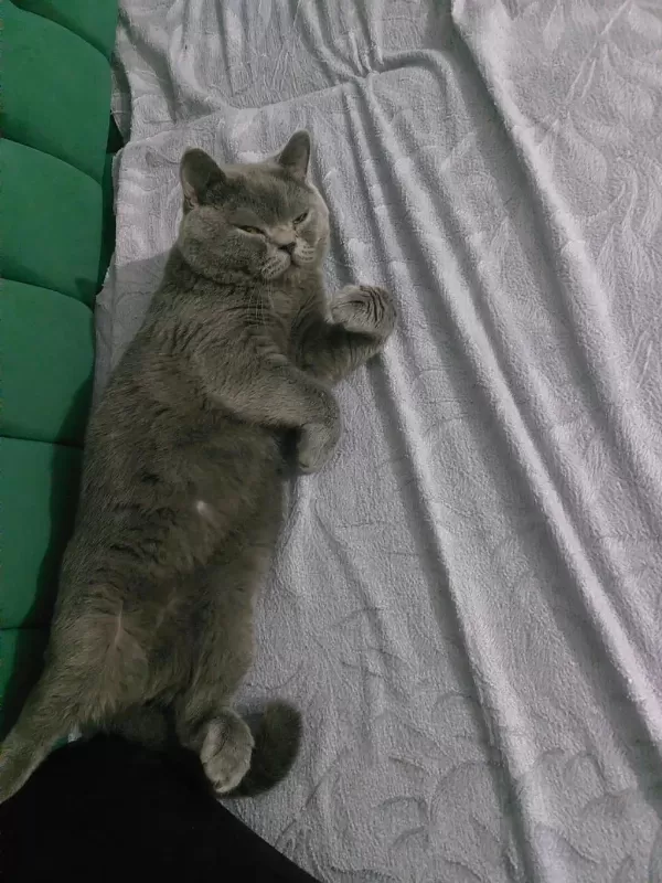 Safkan Kehribar Gözlü British Shorthair