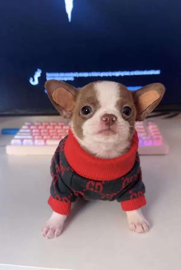 Harika Teacup Chihuahua