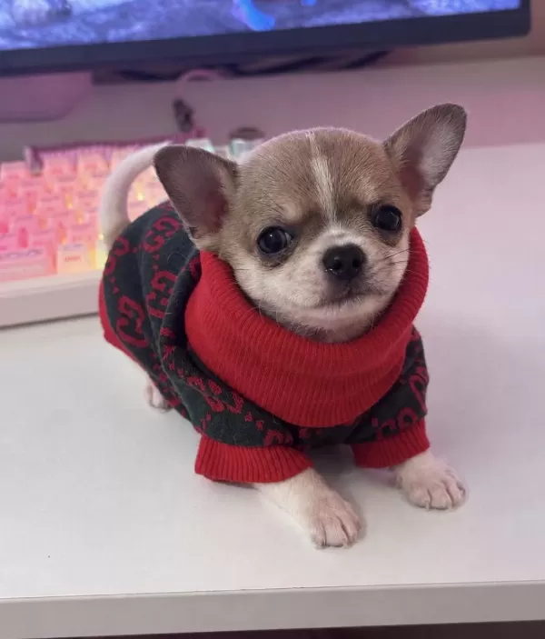 Harika Teacup Chihuahua
