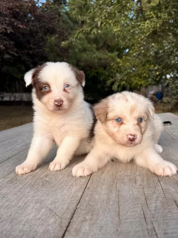 Üst Düzey Border Collie Yavrulari
