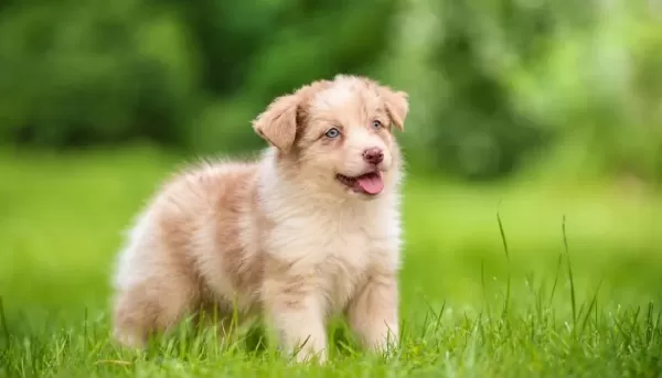 Üst Düzey Border Collie Yavrulari