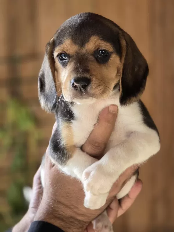 İrk Standartlarina Uygun Beagle Yavrulari