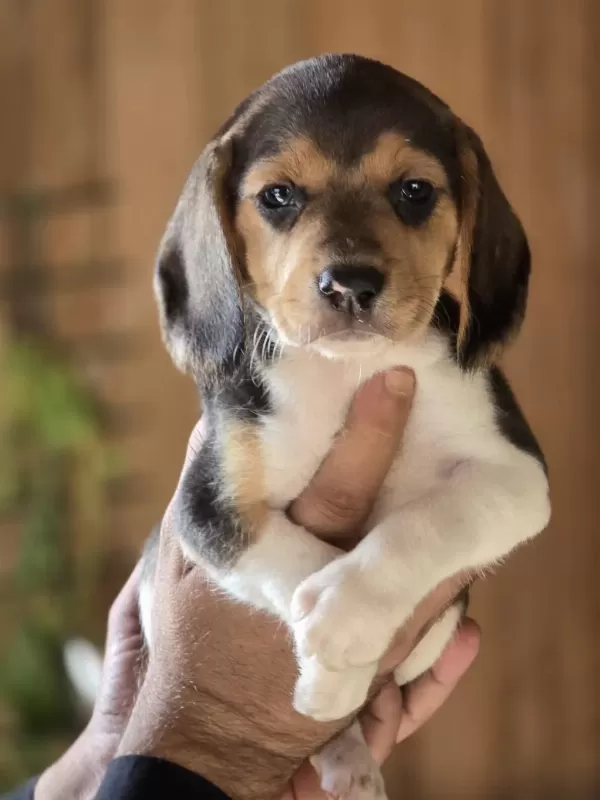 İrk Standartlarina Uygun Beagle Yavrulari