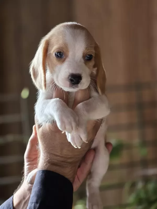 İrk Standartlarina Uygun Beagle Yavrulari