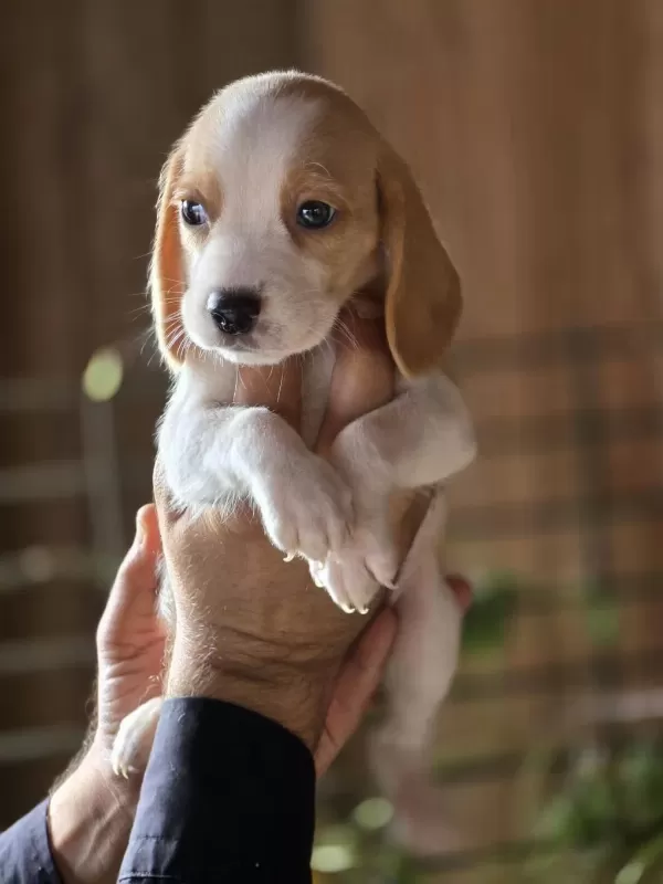 İrk Standartlarina Uygun Beagle Yavrulari