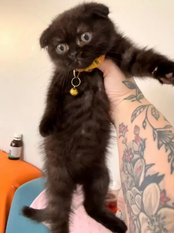 Scottish Fold Dişi Çikolata Bitter Bebek