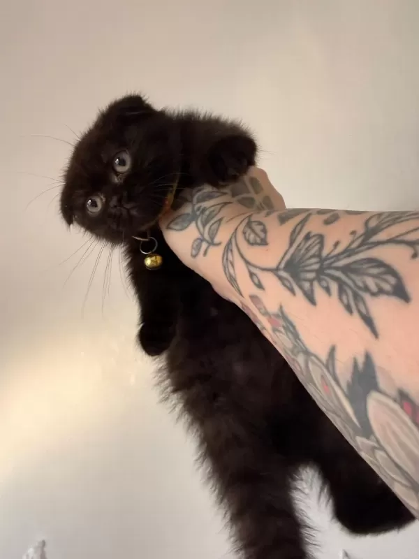 Scottish Fold Dişi Çikolata Bitter Bebek