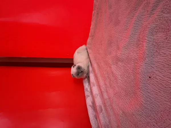 Şans Ayağınıza Geldi 2 Prenses Scottish Fold