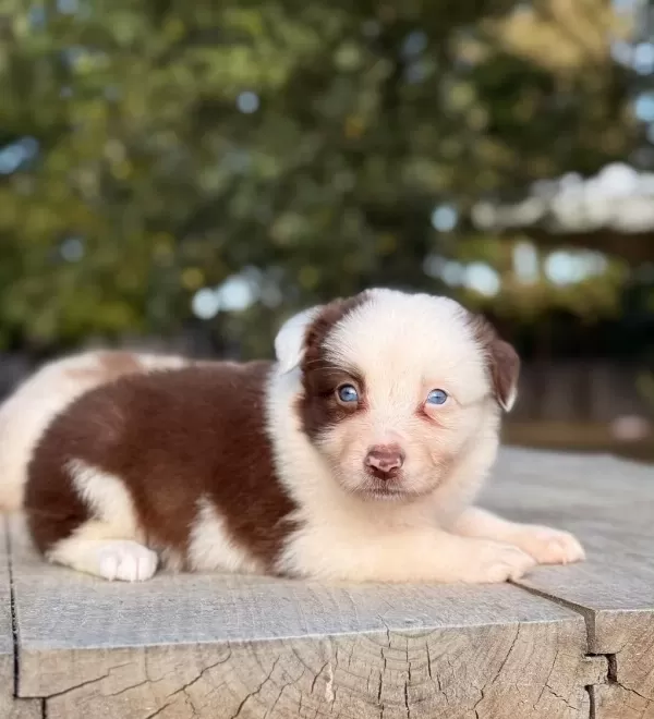 Üst Segment Border Collie Yavrular