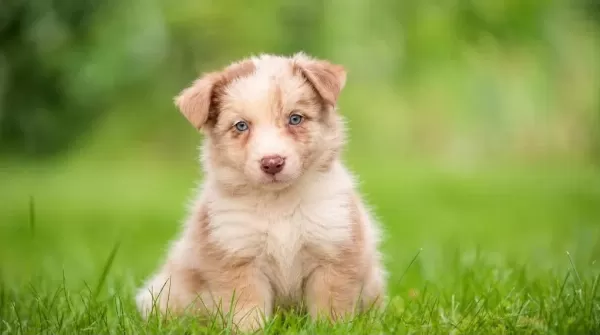 Üst Segment Border Collie Yavrular