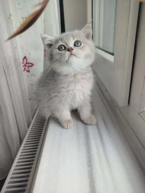 Safkan British Shorthair Golden Yavru