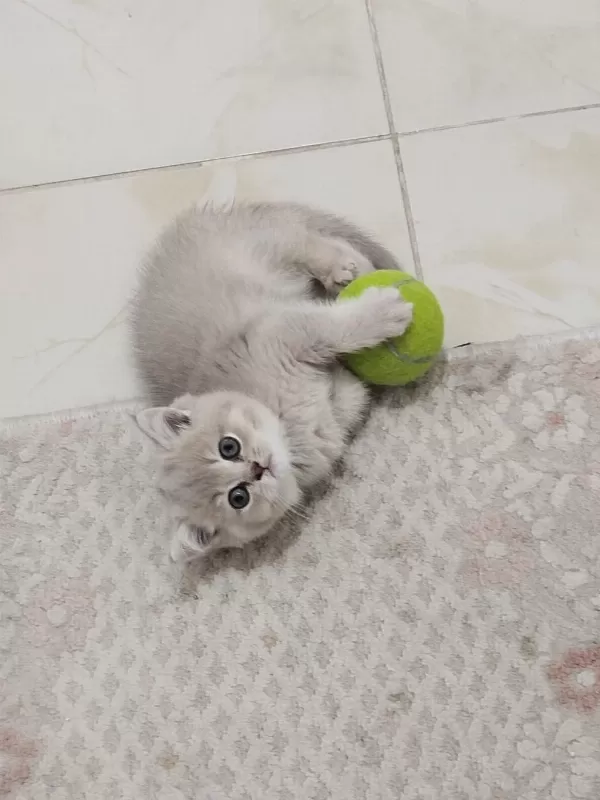 Safkan British Shorthair Golden Yavru