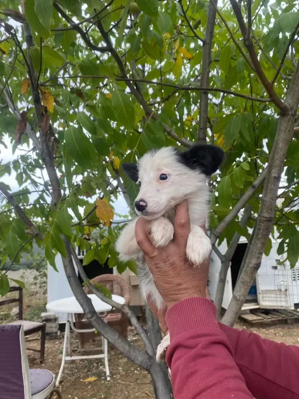 Show Kalite Border Collie Yavrularımız