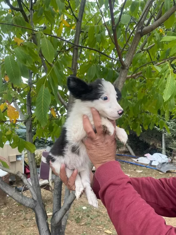 Show Kalite Border Collie Yavrularımız