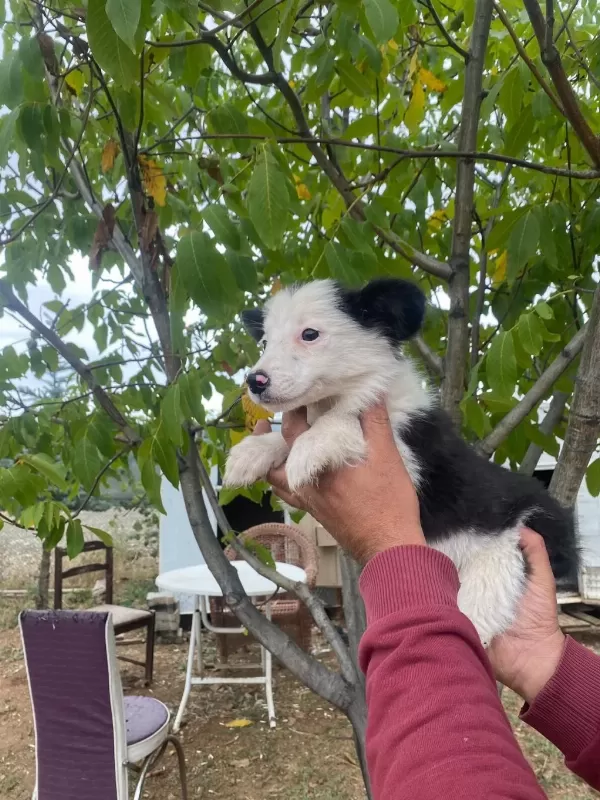 Show Kalite Border Collie Yavrularımız