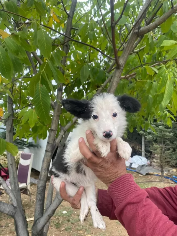 Show Kalite Border Collie Yavrularımız