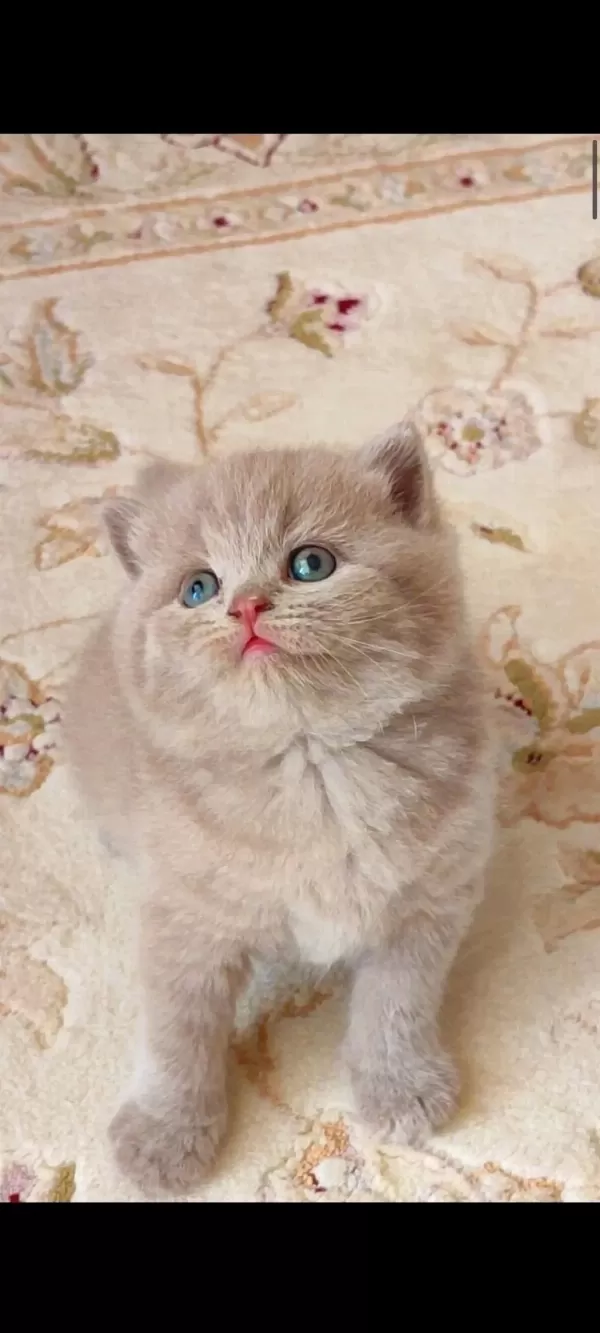 British Shorthair Kedimiz Lokumulinko