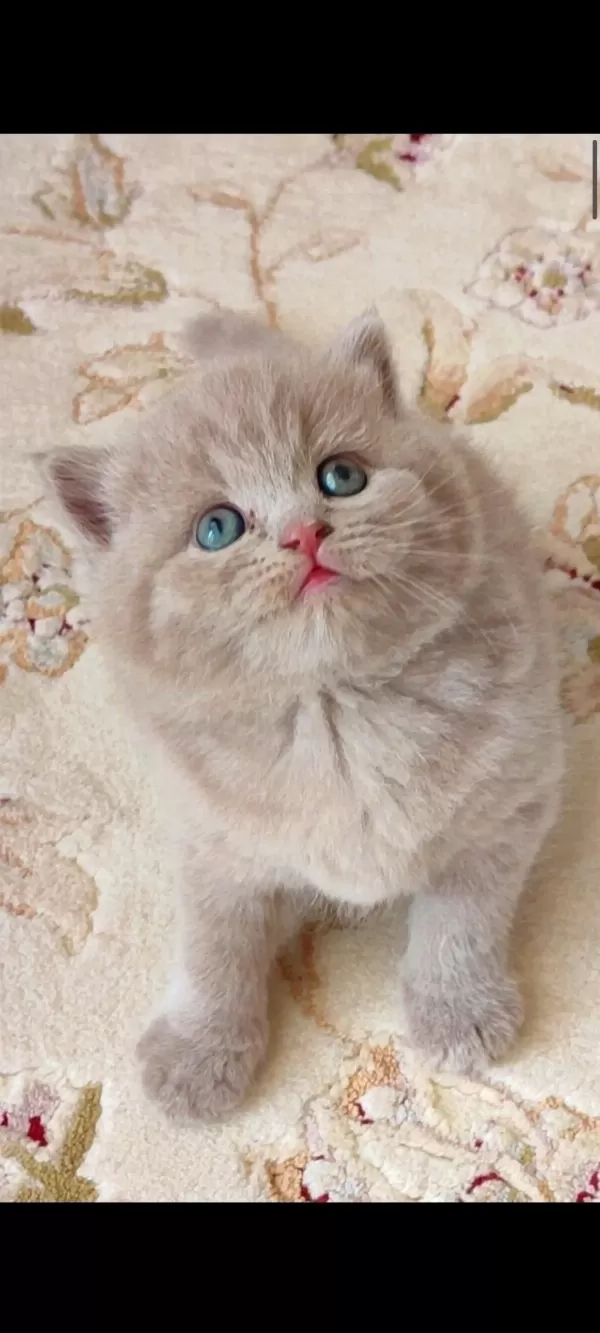 British Shorthair Kedimiz Lokumulinko