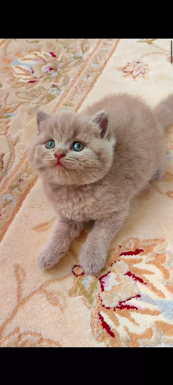 British Shorthair Kedimiz Lokumulinko