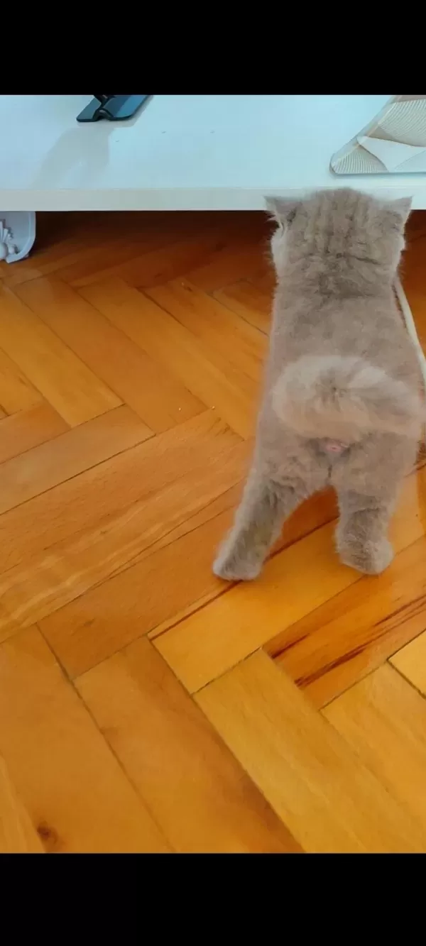 British Shorthair Kedimiz Lokumulinko