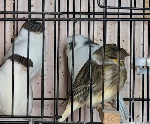 Sağlıklı Gloster Kanaryalar
