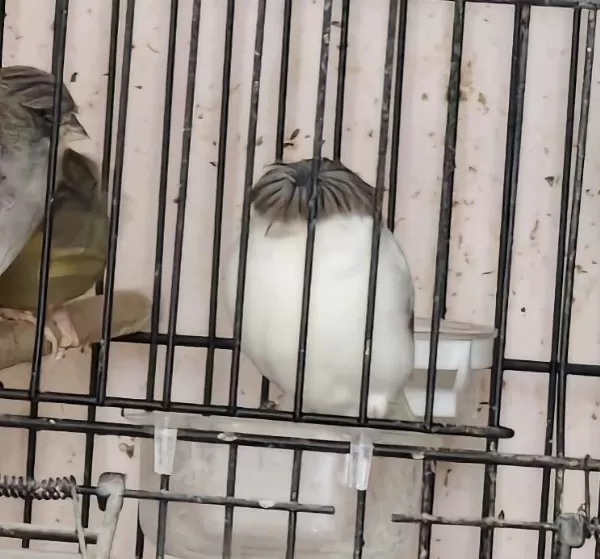 Sağlıklı Gloster Kanaryalar
