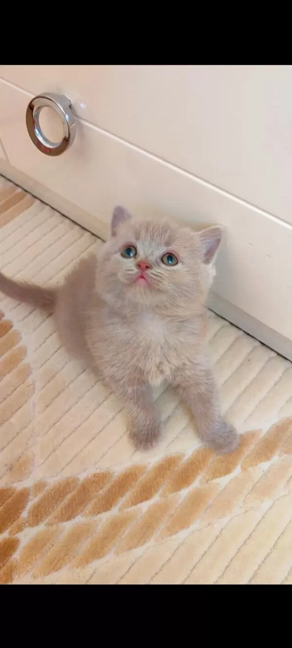 Lilac Dişi Yavru Kedimiz