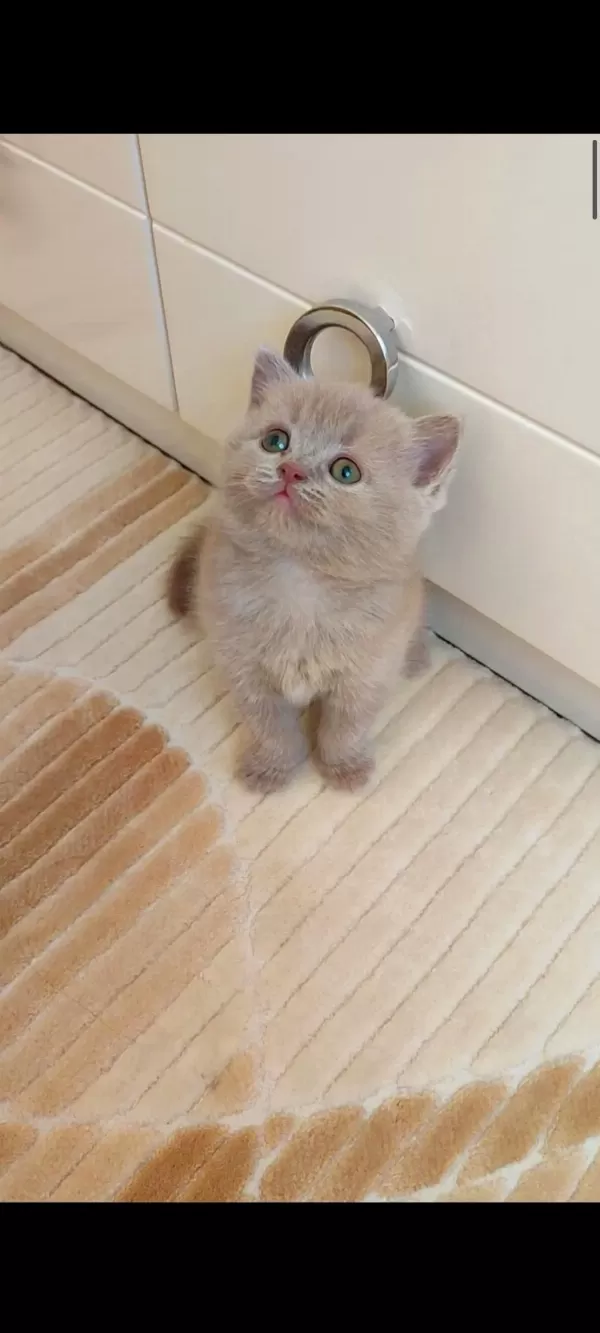 Lilac Dişi Yavru Kedimiz