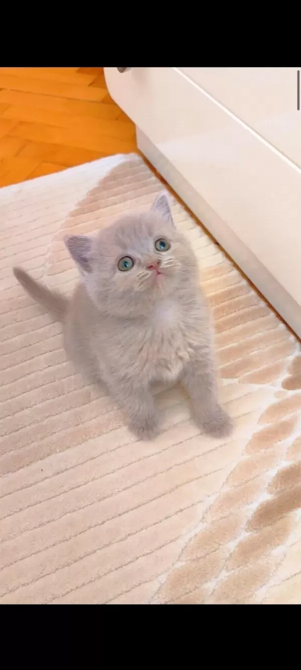 Lilac Dişi Yavru Kedimiz