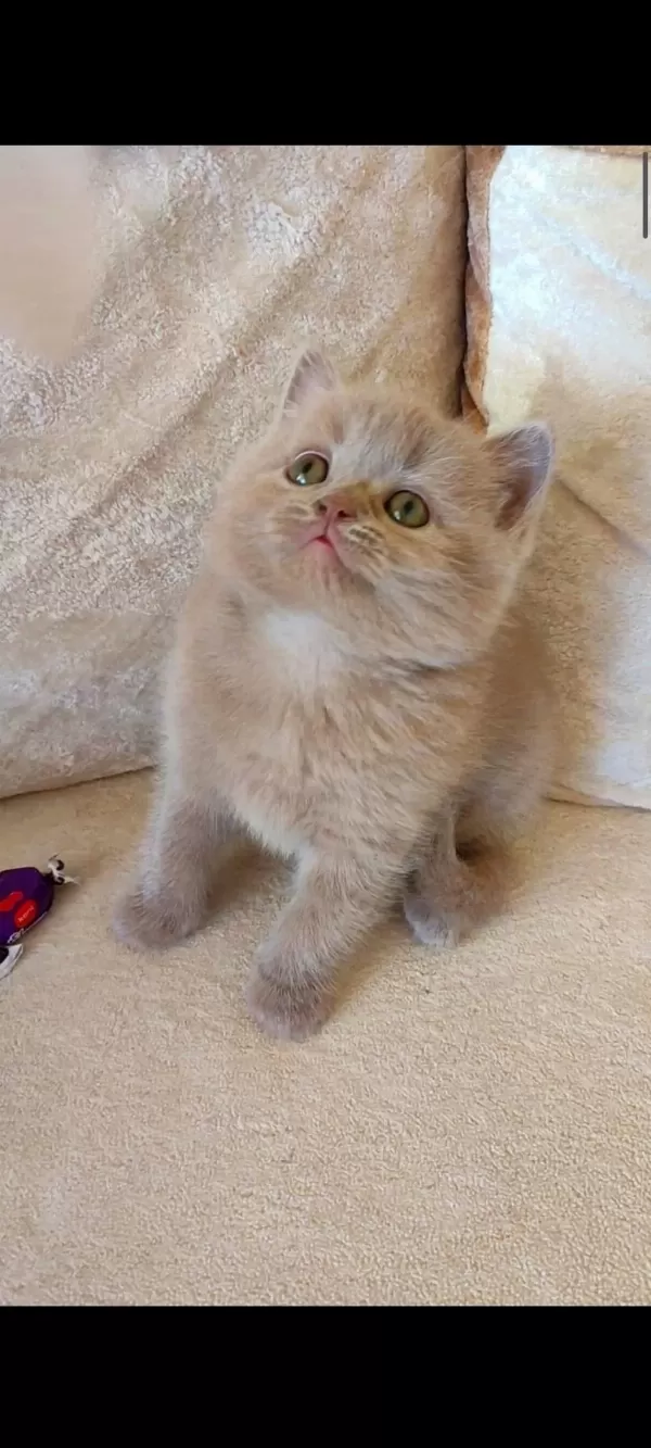 Lilac Dişi Yavru Kedimiz