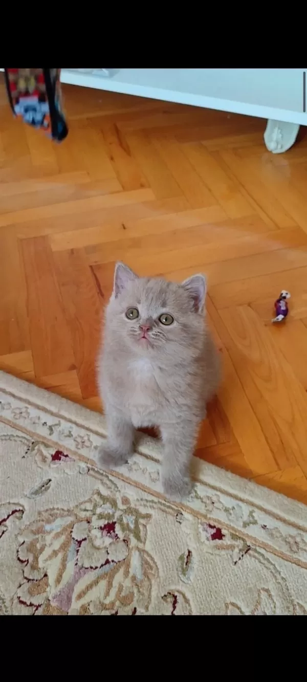 Lilac Dişi Erkek Yavru Kediler