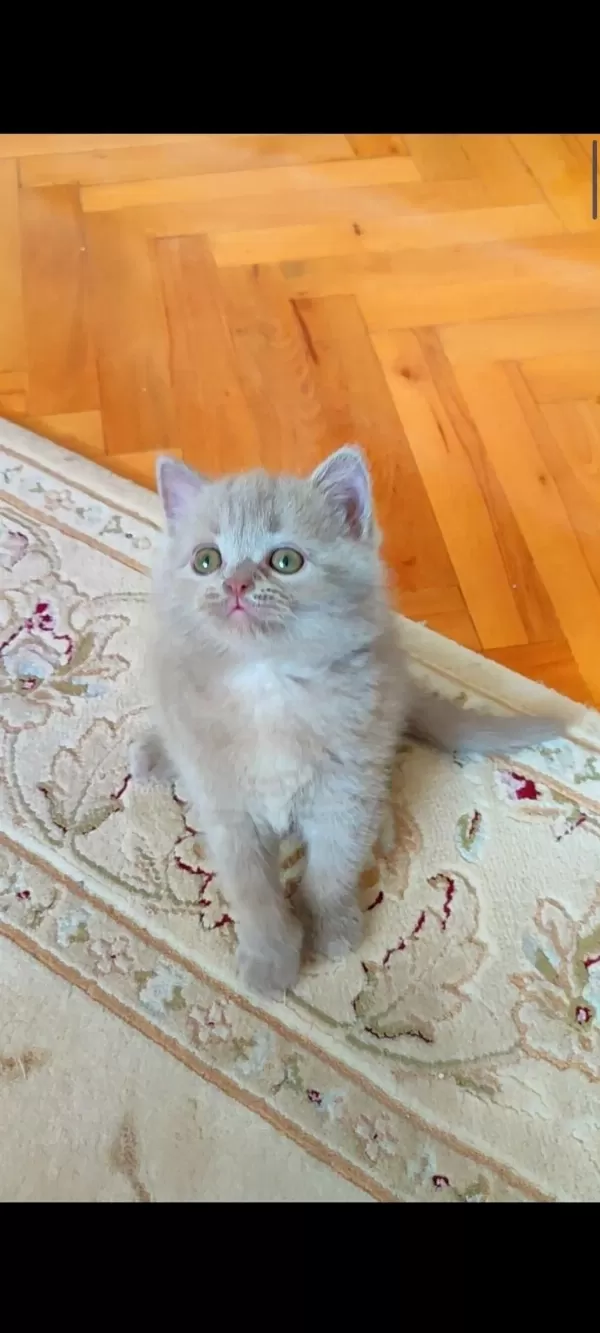 Lilac Dişi Erkek Yavru Kediler