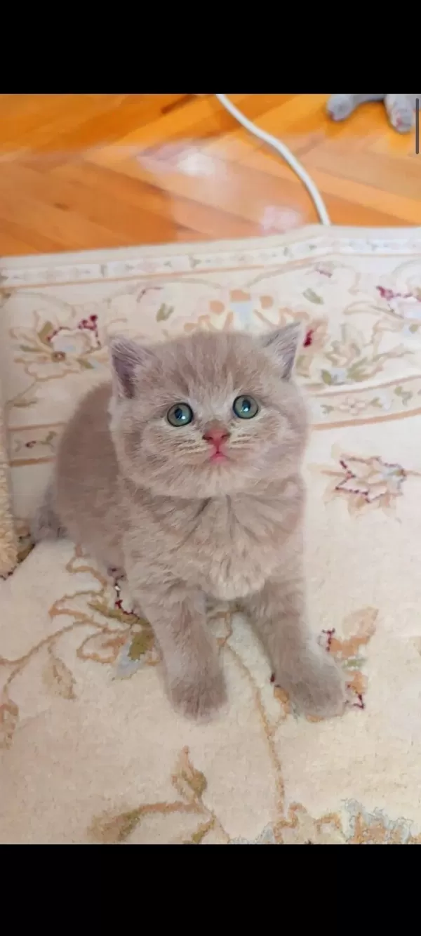 Lilac Dişi Erkek Yavru Kediler