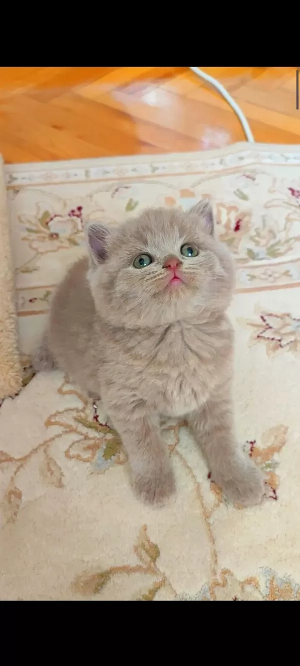 Lilac Dişi Erkek Yavru Kediler