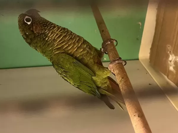 Eğitime Açık Konur Papağanı