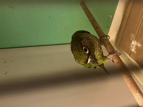 Eğitime Açık Konur Papağanı