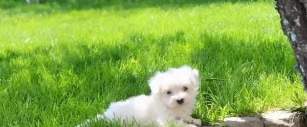 Maltese Bebeklerimiz
