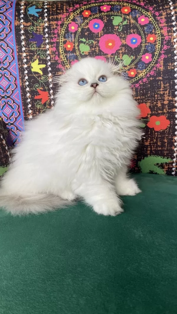 70 Günlük Biblo Gibi Yavru Scottish Fold