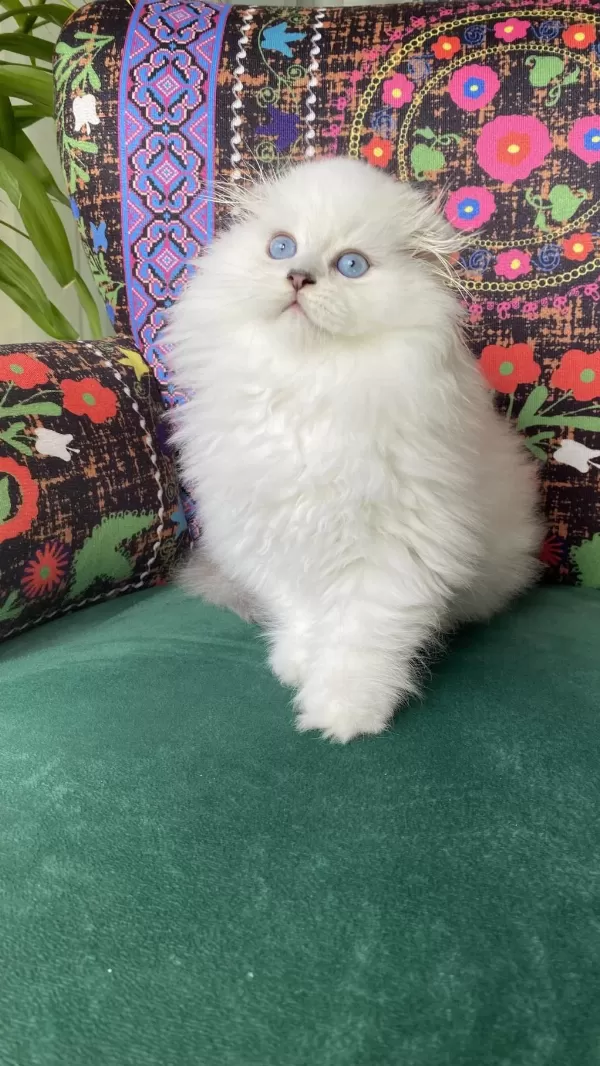 70 Günlük Biblo Gibi Yavru Scottish Fold