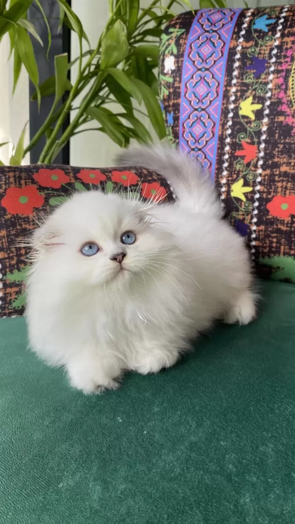 70 Günlük Biblo Gibi Yavru Scottish Fold