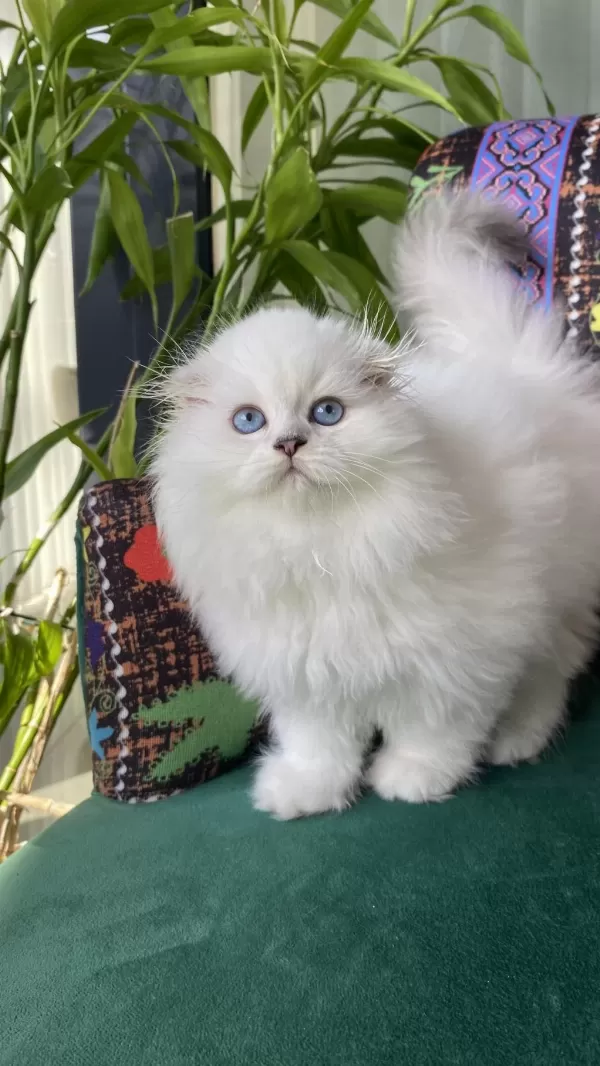 70 Günlük Biblo Gibi Yavru Scottish Fold