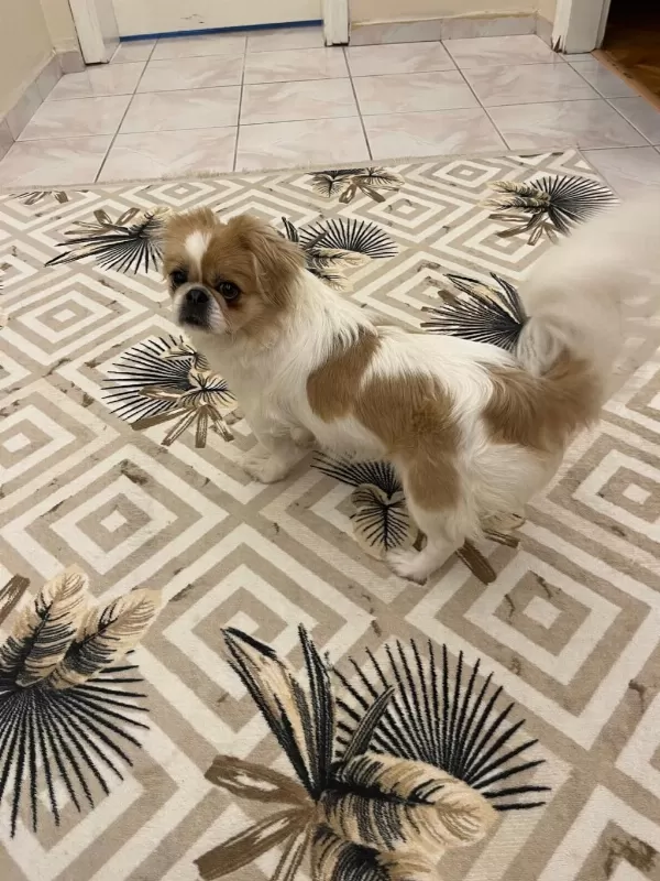 Pekinez Köpeğimiz 13 Aylık