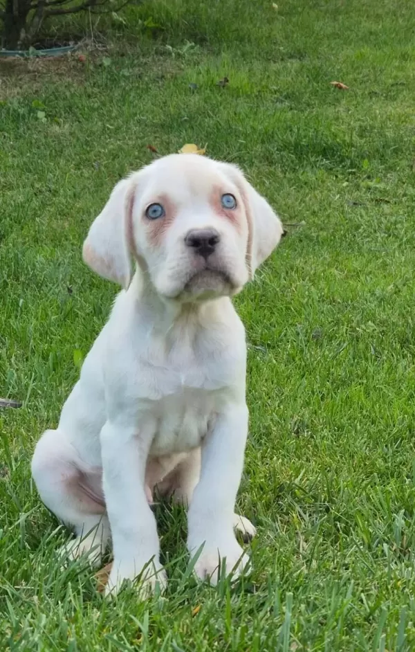 Efsane Güzel Cane Corsa Yavru