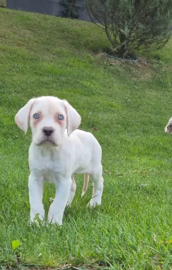 Efsane Güzel Cane Corsa Yavru