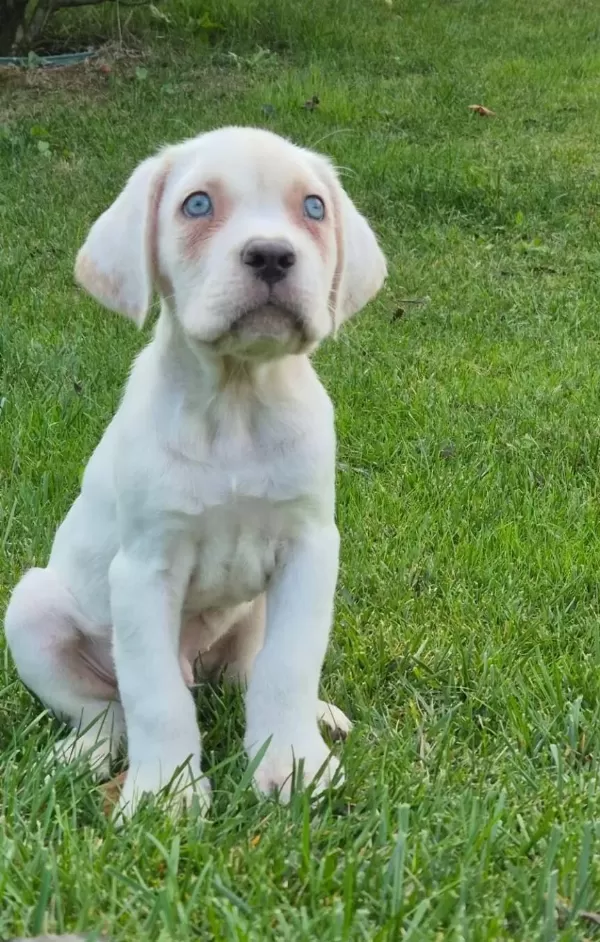 Efsane Güzel Cane Corsa Yavru