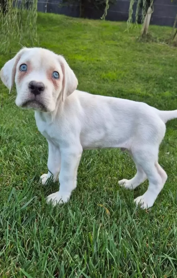 Efsane Güzel Cane Corsa Yavru