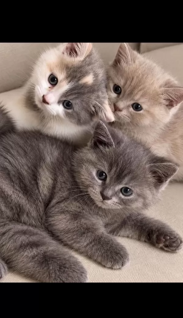 Çok Tatlı British Shorthair Yavrularım