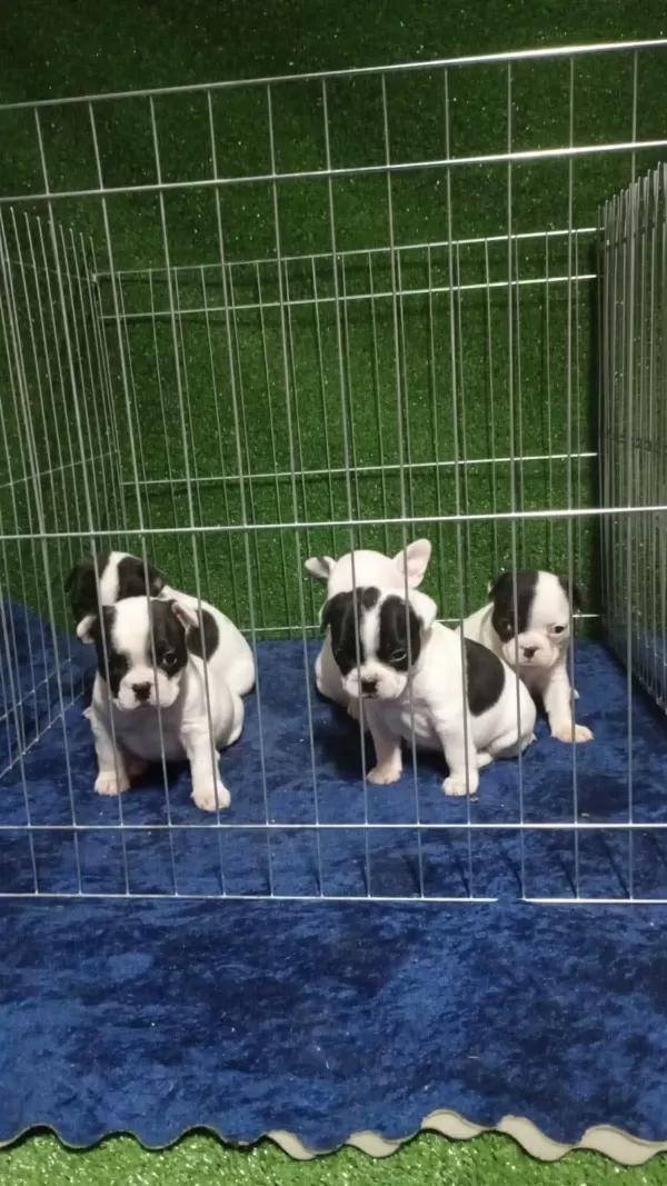 French Bulldog Sevenler A Kalite
