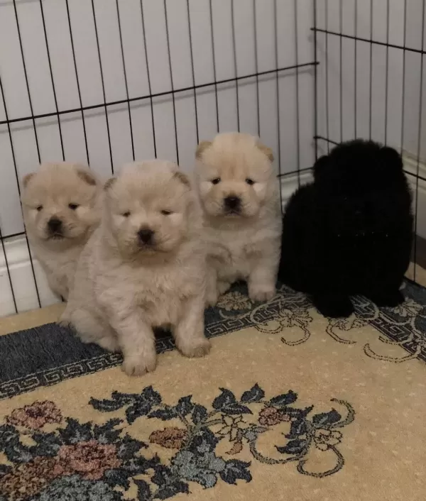 Safkan Irk Garangili Chow Chow Yavrular