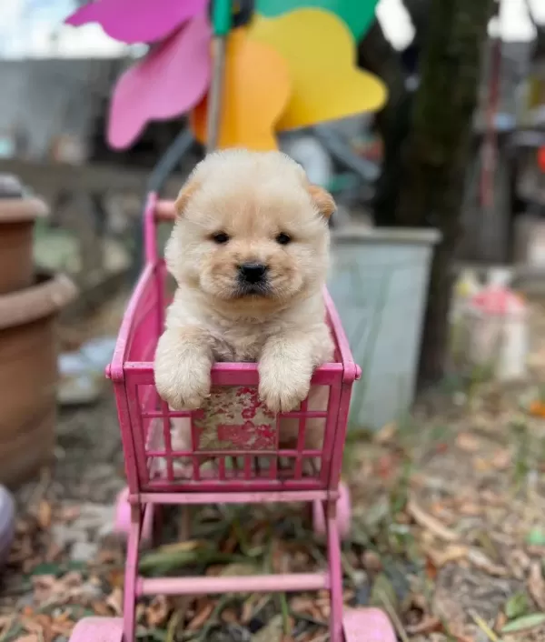 Safkan Irk Garangili Chow Chow Yavrular